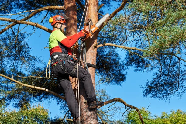 Tree Service technician at work